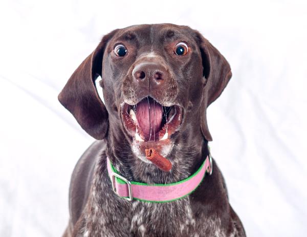 /images/uploads/southeast german shorthaired pointer rescue/segspcalendarcontest2019/entries/11722thumb.jpg